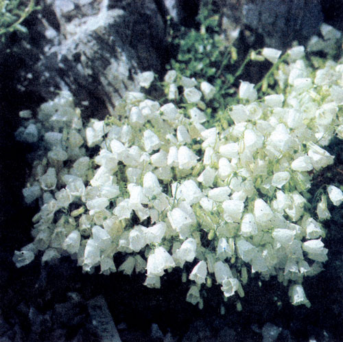  Campanula cochleariifolia 'Alba'   ,            ,  .        