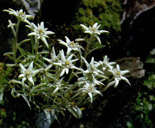    Leontopodium alpinum       .              .        .            