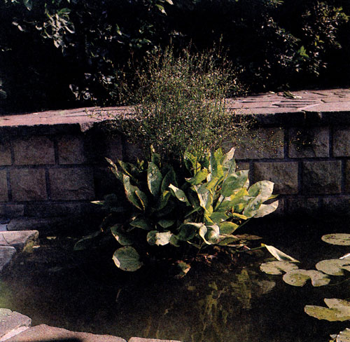   (Alisma plantago-aquatica)    ,       1020 .        ,       , ,    ,     