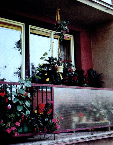 Небольшой садик на балконе доставляет удовольствие тем, кто живет в квартире, и тем, кто видит дом с улицы. В оконных ящиках, куда не попадают прямые солнечные лучи, хорошо развивается клубневая бегония, а у перил балкона отлично растут петунии, фуксии, бархатцы и вьющиеся настурции. Общий вид завершает пеларгония и фуксия, подвешенные в горшках к потолку
