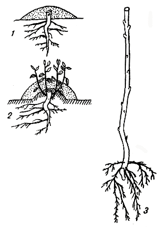 Рис. 22. Размножение вертикальными отводками: 1 - обрезка весной второго года после посадки; 2 - окучивание побегов; 3 - укорененный отводок, пригодный для посадки 