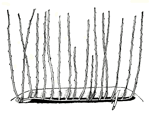  Рис. 23. Размножение горизонтальными отводками