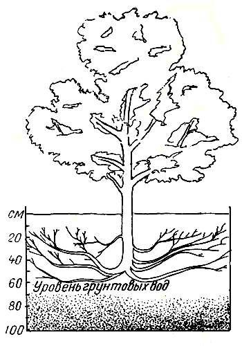 Рис. 28. Влияние высокого уровня грунтовых вод на расположение корней плодового дерева
