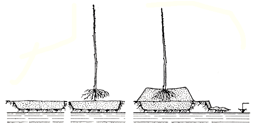 Рис. 31. Посадка плодового дерева на холмике на участке с высоким уровнем стояния грунтовых вод