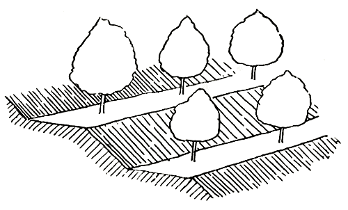 Рис. 32. Террасы с широким полотном для выращивания плодовых деревьев 