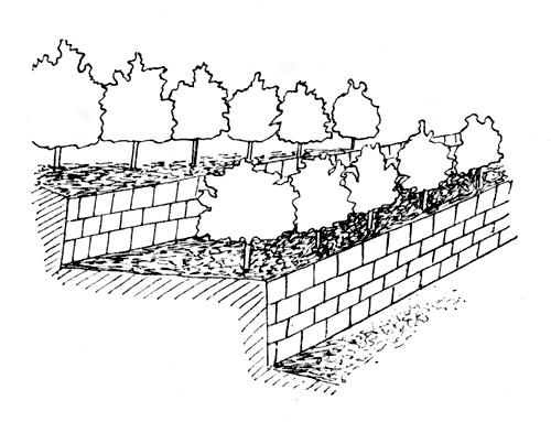 Рис. 34. Плодовые деревья, выращиваемые на террасах с бетонными стенами