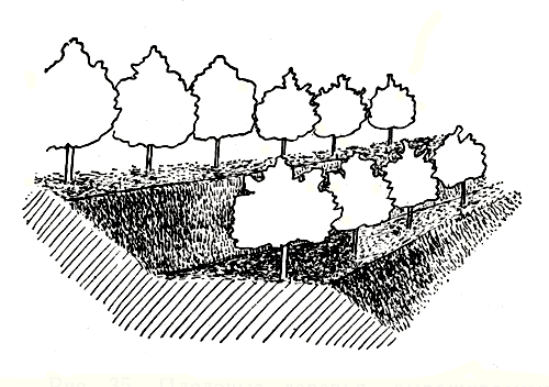Рис. 33. Плодовые деревья, выращиваемые на террасах с каменными стенами