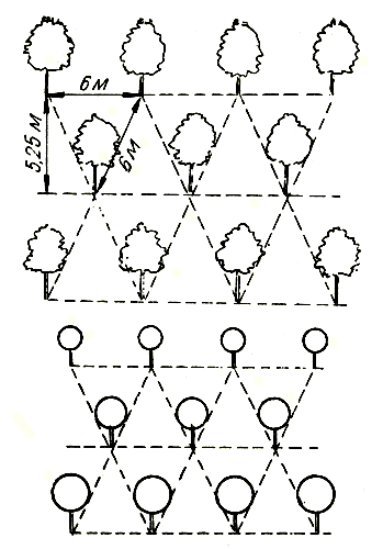  Рис. 37. Шахматная схема размещения плодовых деревьев 