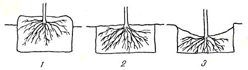Рис. 43. Глубина посадки: 1 и 3 - дерево посажено неправильно; 2 - дерево посажено правильно