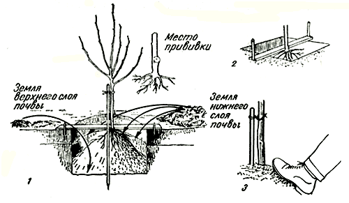  Рис. 44. Посадка плодового дерева: 1 - засыпка посадочной ямы; 2 - определение глубины посадки посредством посадочной доски; 3 - уплотнение почвы 