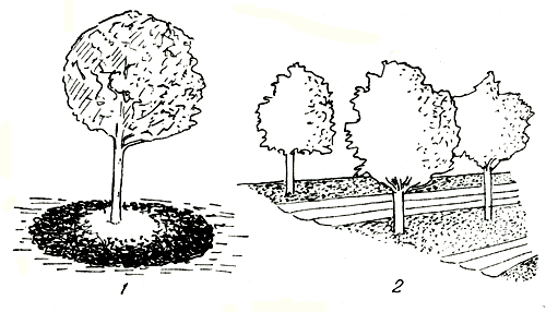Рис. 48. Мульчирование: 1 - отдельных деревьев; 2 - целых рядов