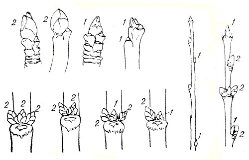 Рис. 60. Виды почек: 1 - ростовые (листовые); 2 - цветочные