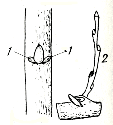 Рис. 61. Стипулярные почки (1) и прирост, развившийся из стипулярной почки (2) 