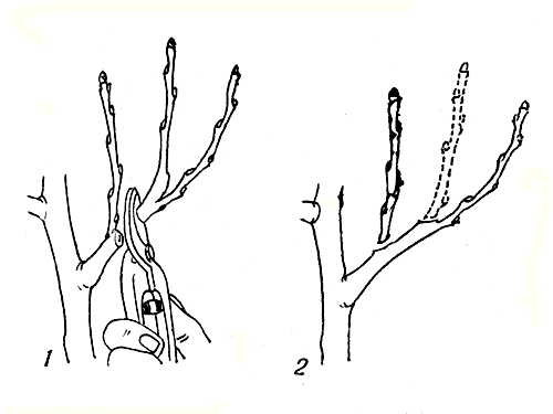 Рис. 74. Изменение направления роста ветви посредством среза над внутренней (1) и над наружной веткой (2)
