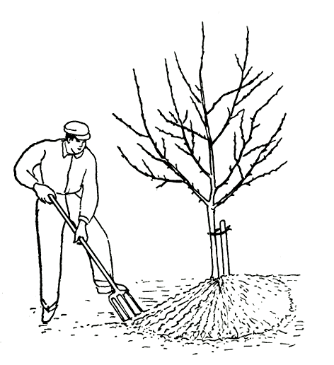  Рис. 82. Правильная перекопка почвы около дерева. Таким же образом перекапывают и лопатой