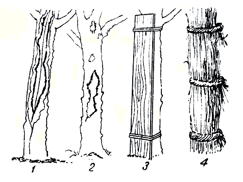  Рис. 96. 1 и 2 - повреждение штамба плодовых деревьев низкими температурами; 3 и 4 - предохранение штамба плодовых деревьев от повреждений низкими температурами 