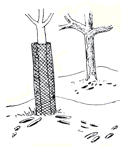 Рис. 104. Обвивка деревьев металлической сеткой для защиты от повреждений зайцами
