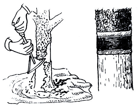 Рис. 114. Предварительная очистка коры штамба в месте, где будет наложен клейкий пояс 