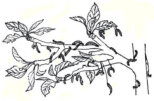  Рис. 122. Погибшие гусеницы после их заражения энтобактерином 3