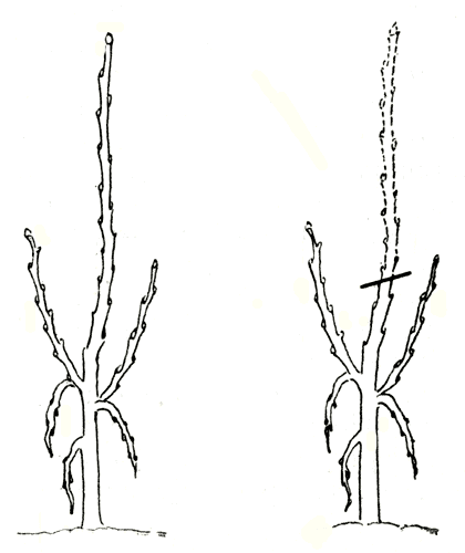 Рис. 149. Молодая яблоня, формируемая по типу пальметы, со слаборазвитыми скелетными ветками и недостаточно толстым центральным проводником - проводник подрезают на уровне скелетных веток 