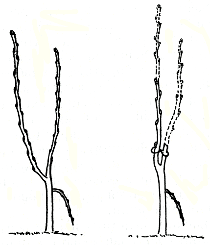 Рис. 152. Молодая яблоня, формируемая по типу пальметы, с двумя ветками средней силы роста - верхнюю ветку обрезают с оставлением пенька, а нижнюю укорачивают и привязывают к пеньку 