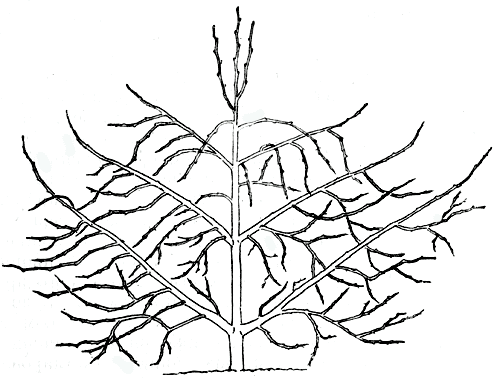  Рис. 153. Правильно сформированная яблоня по типу пальметы с хорошим соподчинением скелетных ветвей 
