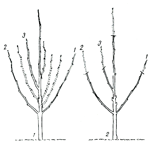 Рис. 154. Первая обрезка молодой яблони, формируемой по улучшенной ярусной системе: 1 - дерево перед обрезкой; 2 - то же дерево после обрезки 