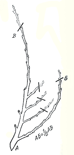 Рис. 157. Обрезка скелетной ветви и скелетного разветвления (А, Б и В) 
