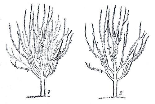 Рис. 158. Прореживание кроны плодоносящей яблони: 1 - дерево перед обрезкой, 2 - то же дерево после обрезки 