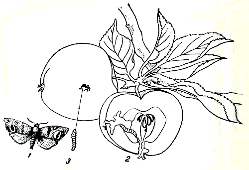  Рис. 164. яблонная плодожорка: 1 - взрослое насекомое (бабочка); 2 - гусеница в плоде; 3 - гусеница, покидающая плод