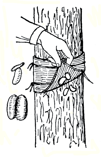  Рис. 165. Ловчий пояс с окуклившимися гусеницами яблонной плодожорки