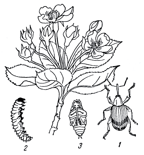  Рис. 166. яблонный цветоед: 1 - взрослое насекомое (жук); 2 - личинка; 3 - куколка; 4 - поврежденные бутоны 