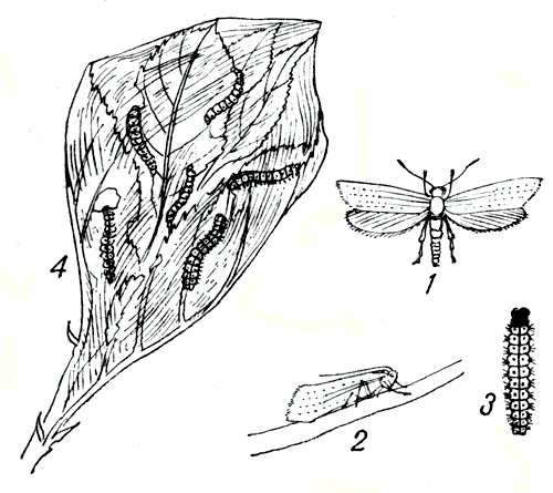 Рис. 167. яблонная моль: 1 - бабочка с расправленными крыльями; 2 - со сложенными крыльями; 3 - гусеница; 4 - гнездо с гусеницами 