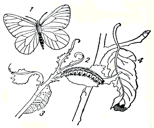 Рис. 168. Боярышница: 1 - бабочка; 2 - гусеница; 3 - куколка; 4 - гнездо с гусеницами