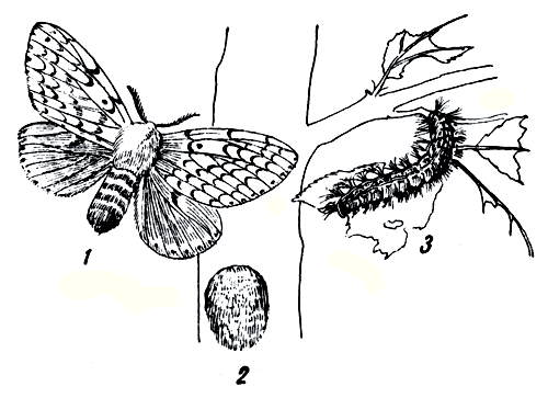 Рис. 169. Непарный шелкопряд: 1 - бабочка; 2 - кучка яиц; 3 - гусеница 