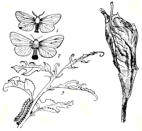 Рис. 170. Златогузка: 1 - бабочка (самец); 2 - бабочка (самка); 3 - поврежденные листья; 4 - гусеница; 5 - зимнее гнездо с гусеницами 