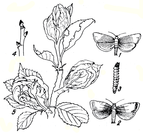 Рис. 172. Листовертки: 1 - бабочка дубовой зеленой листовертки; 2 - бабочка почковой листовертки; 3 - гусеница почковой листовертки; 4 - поврежденные почки; 5 - поврежденные листья 