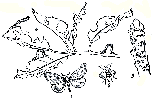Рис. 173. Малая зимняя пяденица: 1 - бабочка (самец); 2 - бабочка (самка); 3 - отложенные яйца на плодовой ветке; 4 - гусеницы и поврежденные листья 