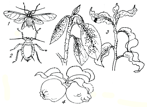 Рис. 175. яблонная тля: 1 - крылатая форма; 2 - бескрылая форма; 3 - поврежденный листья; 4 - поврежденные плоды 