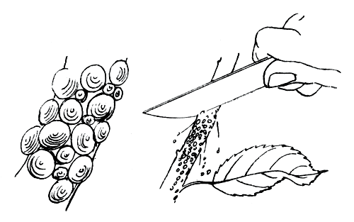 Рис. 177. Калифорнийская щитовка 