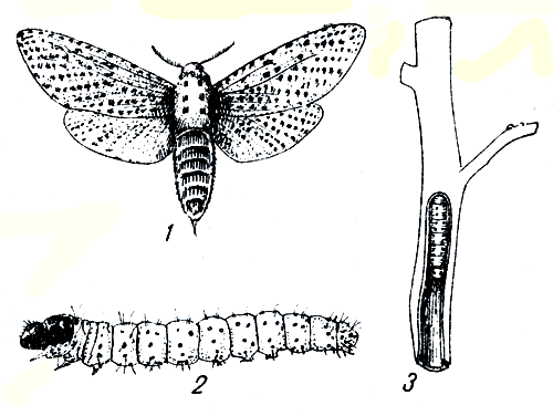 Рис. 181. Древесница въедливая: 1 - бабочка; 2 - гусеница; 3 - гусеница внутри поврежденной ветки