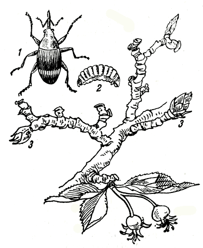 Рис. 196. Грушевый цветоед: 1 - взрослое насекомое; 2 - личинка; 3 - поврежденные цветочные почки 
