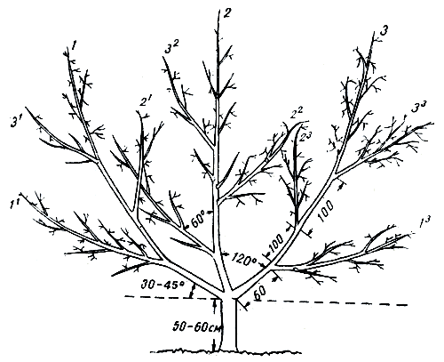 Рис. 222. Дерево персика, сформированное по современной итальянской вазообразной системе
