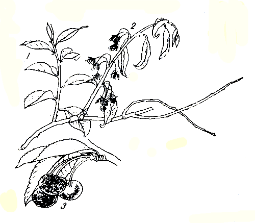 Рис. 235. Плодовая гниль черешни: 1 - здоровый побег; 2 - пораженная ветка (листья и цветки); 3 - загнившие плоды