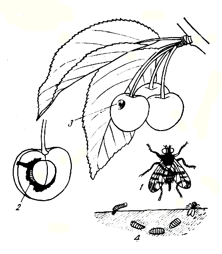 Рис. 236. Вишневая муха: 1 - взрослое насекомое; 2 - личинка в червивом плоде; 3 - плоде пятном, на котором находится яйцо; 4 - личинка, куколка, взрослое насекомое 