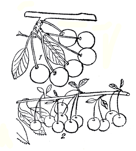 Рис. 239. Характер плодоношения древовидной (1) и кустовидной вишни (2) 