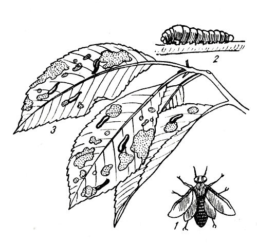 Рис. 241. Вишневый слизистый пилильщик: 1 - взрослое насекомое; 2 - личинка; 3 - личинки на поврежденных листьях 
