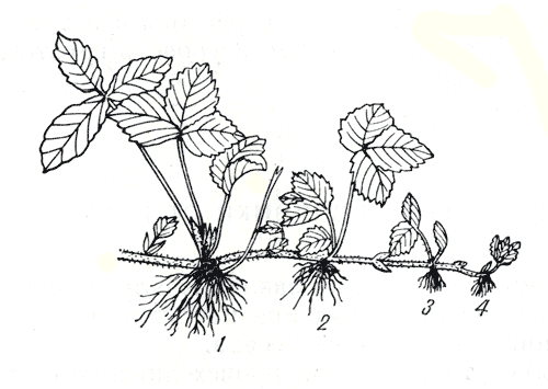 Рис. 249. Материнское растение земляники с розетками: 1 - материнское растение; 2 - наиболее сильная, пригодная для посадки розетка; 3 и 4 - слабые розетки, непригодные для посадки на постоянное место