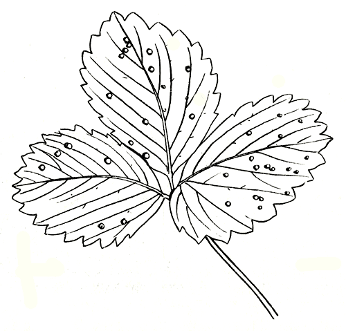 Рис. 258. Белая пятнистость листьев земляники 