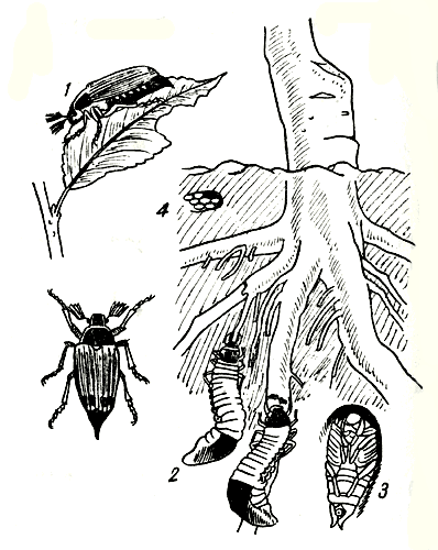 Рис. 260. Майский жук: 1 - жук и поврежденный лист; 2 - поврежденные корни; 3 - куколка; 4 - кучка яиц 